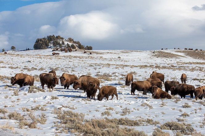 Buffalos on a snowy plain.