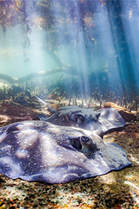 An underwater image of two stingrays resting on the substrate with rays of light coming from above