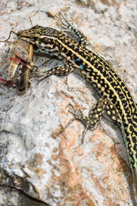 A striped lizard sits on a rock with a grasshopper in its jaws