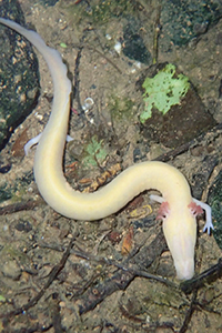 An olm in a clear spring