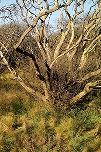 Dense shrubby branches growing from the base of a dead tree, surrounded by grass