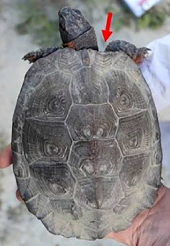 Dorsal view of a wood turtle, with a red arrow pointing to a chip on the edge of its shell.