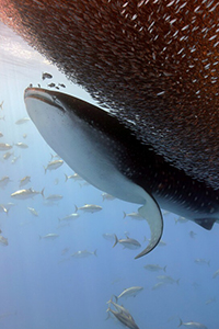 A whale shark swims by a dense school of fish