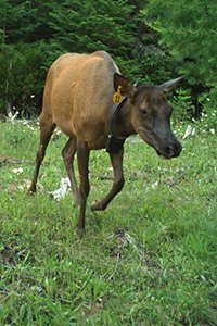 A GPS-collared elk