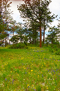 A flower-filled meadow surrounded by pine trees