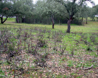 An open oak woodland in the foreground with a fenced area in the background that is densely filled with shrubs