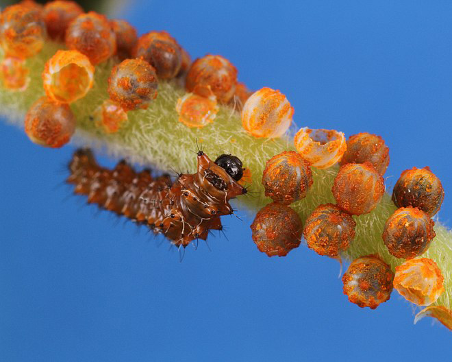 A small caterpillar crawls along a stalk holding many round orange eggs 