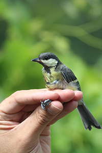 Thumbnail image of a small bird held in someone's hand